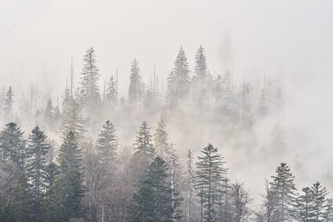 Gemeinde Sankt_Oswald-Riedlhütte Landkreis Freyung-Grafenau Großer Rachel Herbst Nebel Wald am Rachelsee (Dirschl Johann) Deutschland FRG